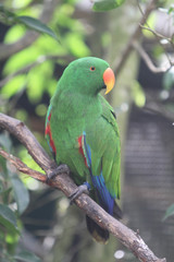Green Parrot