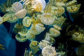 Close-ups of jellyfish © Tom Nast