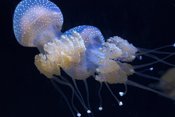 Close-ups of jellyfish © Tom Nast
