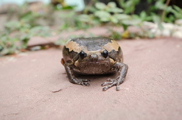 Ugly face of bullfrog on brown floor