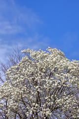 コブシの花　