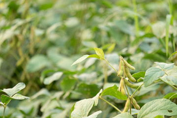 Close up of soybean in garden