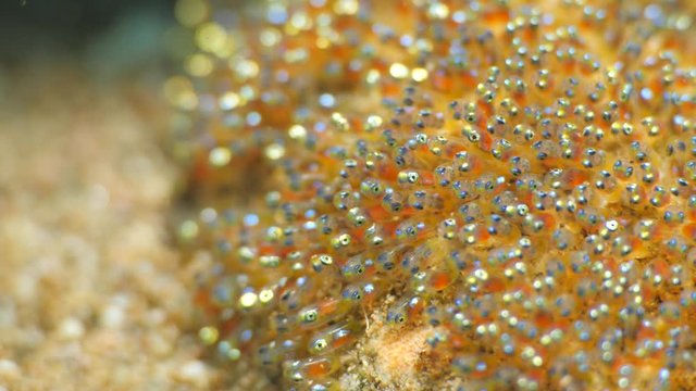 clownfish anemone fish underwater airating and cleaning the eggs underwater tropical scenery
