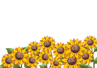水彩風　ヒマワリ畑のイラスト　白背景