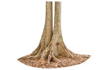 Root of a tree in isolated with clipping path