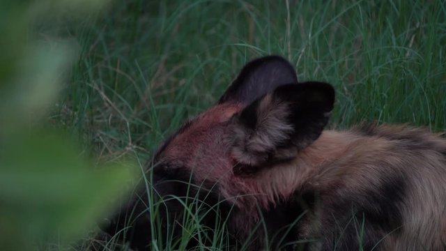 Wild dog, pack walking in the forest, Okavango detla, Botseana in Africa. Dangerous spotted animal with big ears. Hunting painted dog on African safari. Hunting with catch.