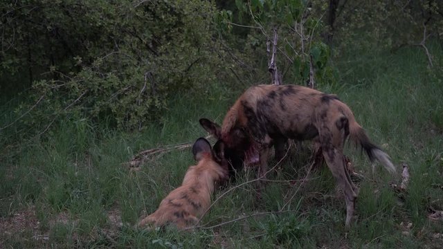 Wild dog, pack walking in the forest, Okavango detla, Botseana in Africa. Dangerous spotted animal with big ears. Hunting painted dog on African safari. Hunting with catch.