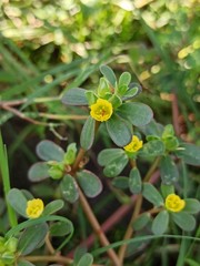 yellow flowers in the garden