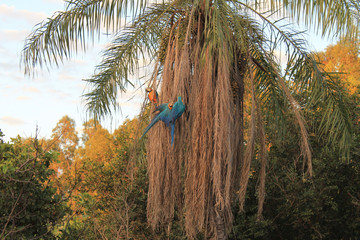 Canindé macaws feeding. BRAZIL, City Terenos / MS. date 04/20/20.