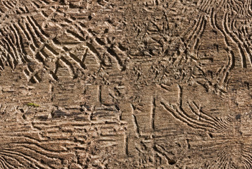 Surface of old tree, seamless texture.