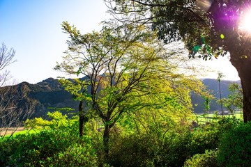 Obraz premium 天神山の枝垂れ桜