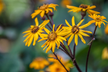 Yellow Flowers