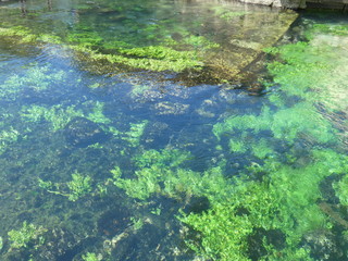 The purity of this transparent water from the Sorgue in Fontaine de Vaucluse in Provence lets us...