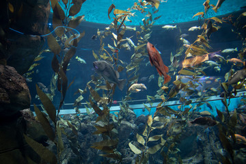 Fototapeta na wymiar The Ripley Aquarium is a popular Tourist Attraction in Downtown Toronto