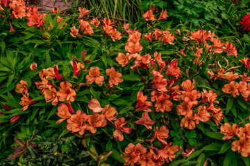 Beautiful park in Australia at the summer