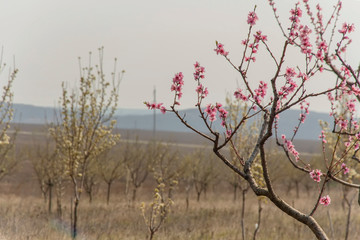 Blossoming peach tree on a background of hills 