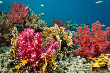 Obraz premium coral reef and fish