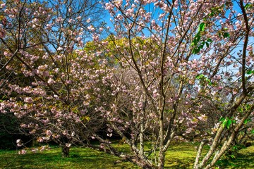 Fototapeta na wymiar 風土記の丘の桜