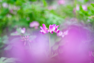 Fototapeta na wymiar The beautiful and dreamy purple clouds in spring