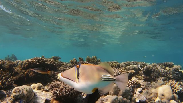 Picasso triggerfish (Rhinecanthus assasi) in Red Sea, Egypt, 4k