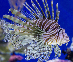 Lionfish