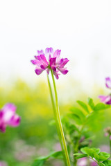 The beautiful and dreamy purple clouds in spring