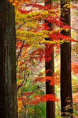 Fototapeta premium 秋の森