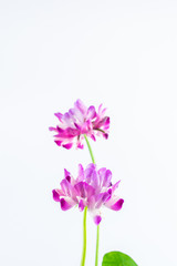 Fototapeta na wymiar Beautiful purple cloudflower flowers on white background