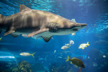 The Ripley Aquarium is a popular Tourist Attraction in Downtown Toronto