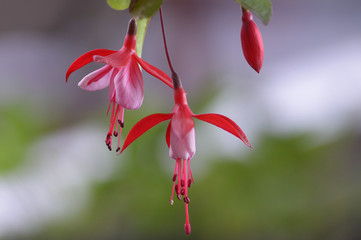 fleur plante fuchsia 