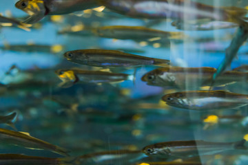 Fototapeta na wymiar school of fish