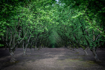 footpath in an orchard