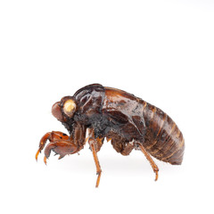Cicada nymph shell