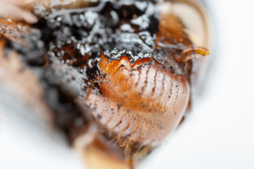 Cicada nymph shell