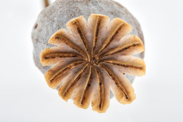 Detail of small Poppy plant seed