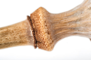 Detail of small Poppy plant seed