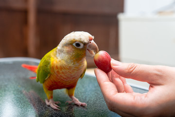 ウロコインコのティータイム © treetstreet
