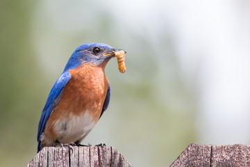 Bluebird with a worm in its beak on a fence. - 338248832