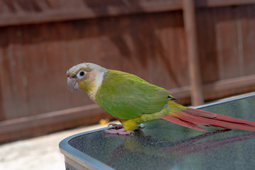 ウロコインコ