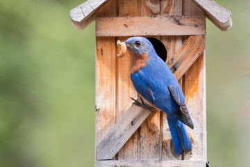 Bluebird with a worm in its beak on a birdhouse. - 338248881