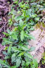 Fresh wild herbs Malan head in spring