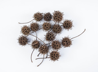 Chinese medicinal herbs Lulutong maple cones on white background