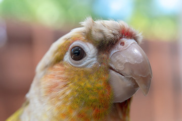 ウロコインコ