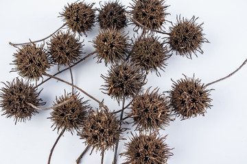 Chinese medicinal herbs Lulutong maple cones on white background