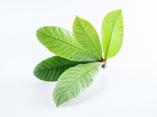 Loquat leaves on white background