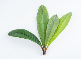 Loquat leaves on white background