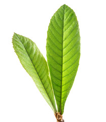 Loquat leaves on white background