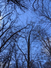 tree and sky