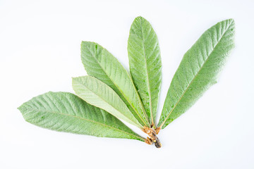 Loquat leaves on white background