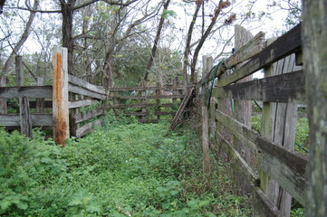 old wooden fence in weedy field